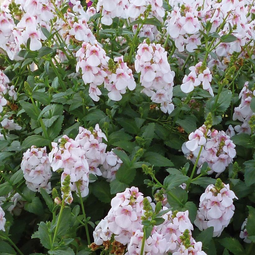 Mätäsdiana Sundascia Up Sakura Pink (Kukinta)
