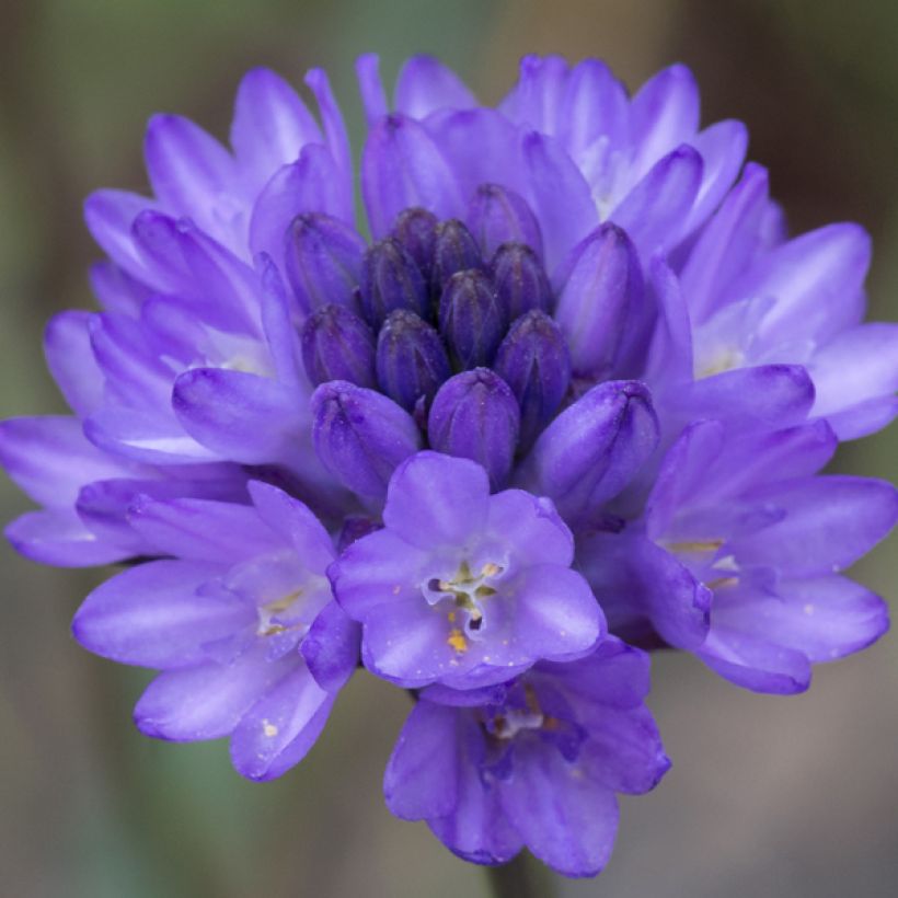 Tiukukukka - Dichelostemma congestum (Kukinta)