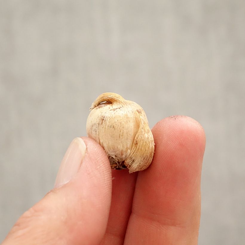 Esimerkki keväällä toimitetusta Tiukukukka - Dichelostemma congestum Bulbe size 5+-taimesta