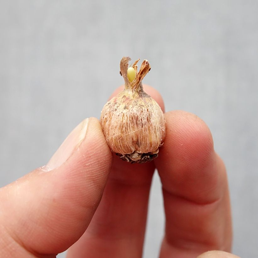 Esimerkki keväällä toimitetusta Dichelostemma Pink Diamond Bulbe size 5+-taimesta