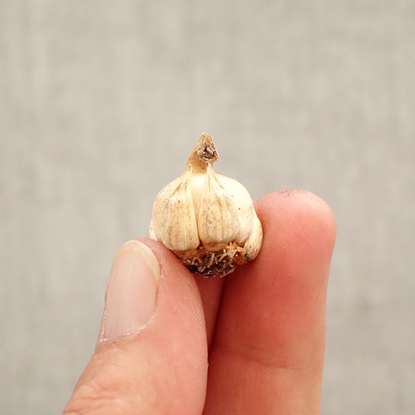 Esimerkki keväällä toimitetusta Dichelostemma ida-maia Bulbe size 5+-taimesta