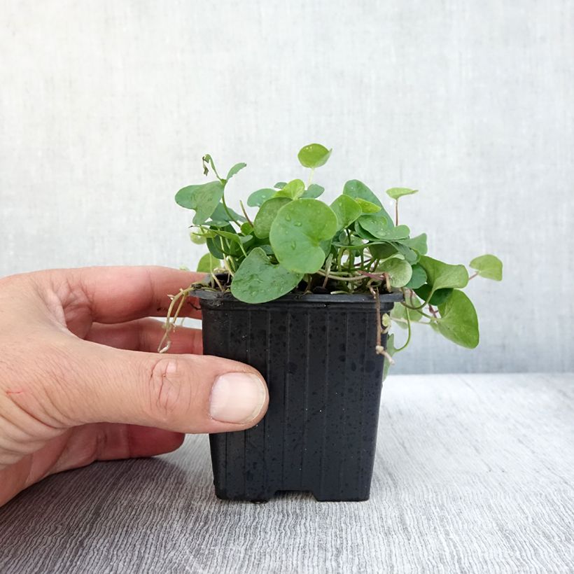 Esimerkki syksyllä toimitetusta Dichondra repens 8/9 cm taimiruukku-taimesta