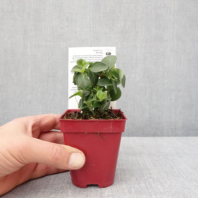 Esimerkki talvella toimitetusta Dicliptera squarrosa 8/9 cm taimiruukku-taimesta