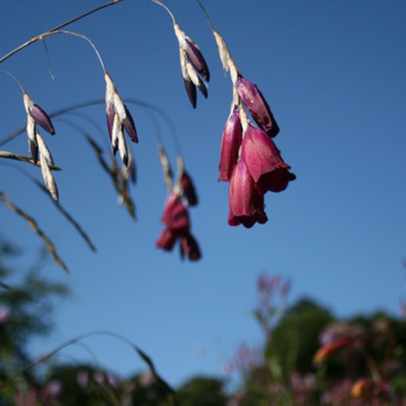 Kaario Blackberry Bells (Kukinta)