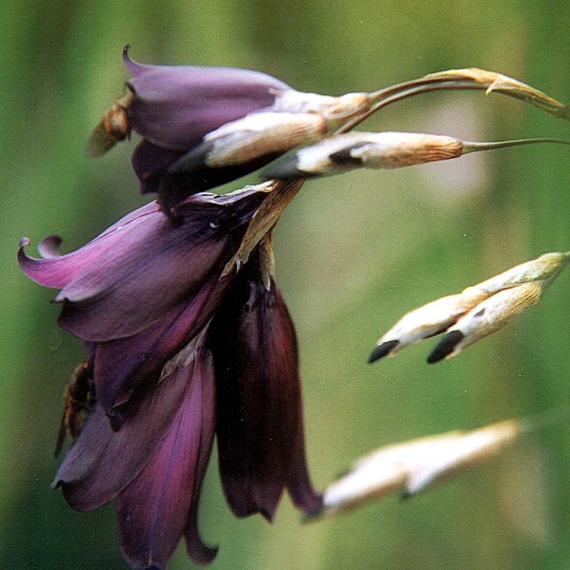 Enkelinkaario Merlin (Kukinta)