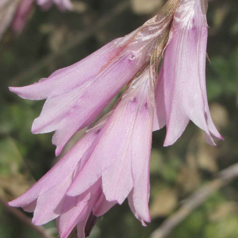 Kaario Pink Rocket (Kukinta)