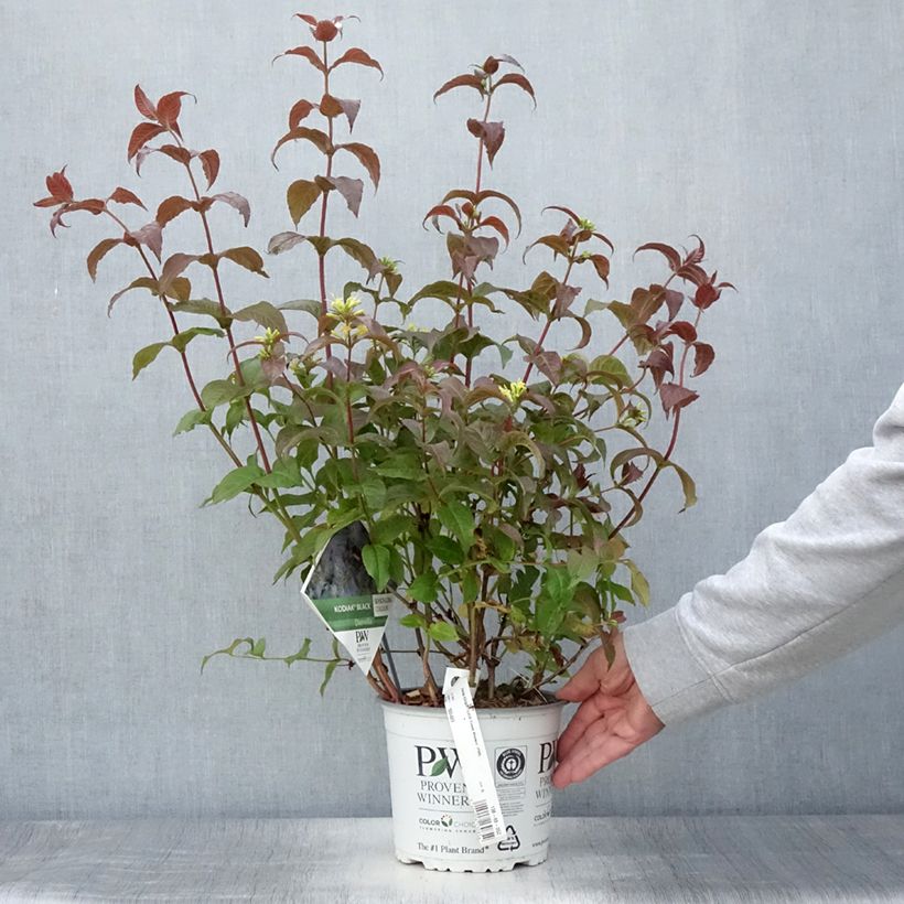 Esimerkki kesällä toimitetusta Lamovuohenkuusama Kodiak Black Pot de 2L/3L-taimesta