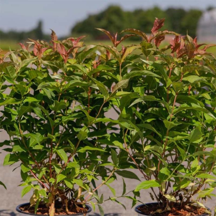 Lamovuohenkuusama Kodiak Orange (Lehvistö)