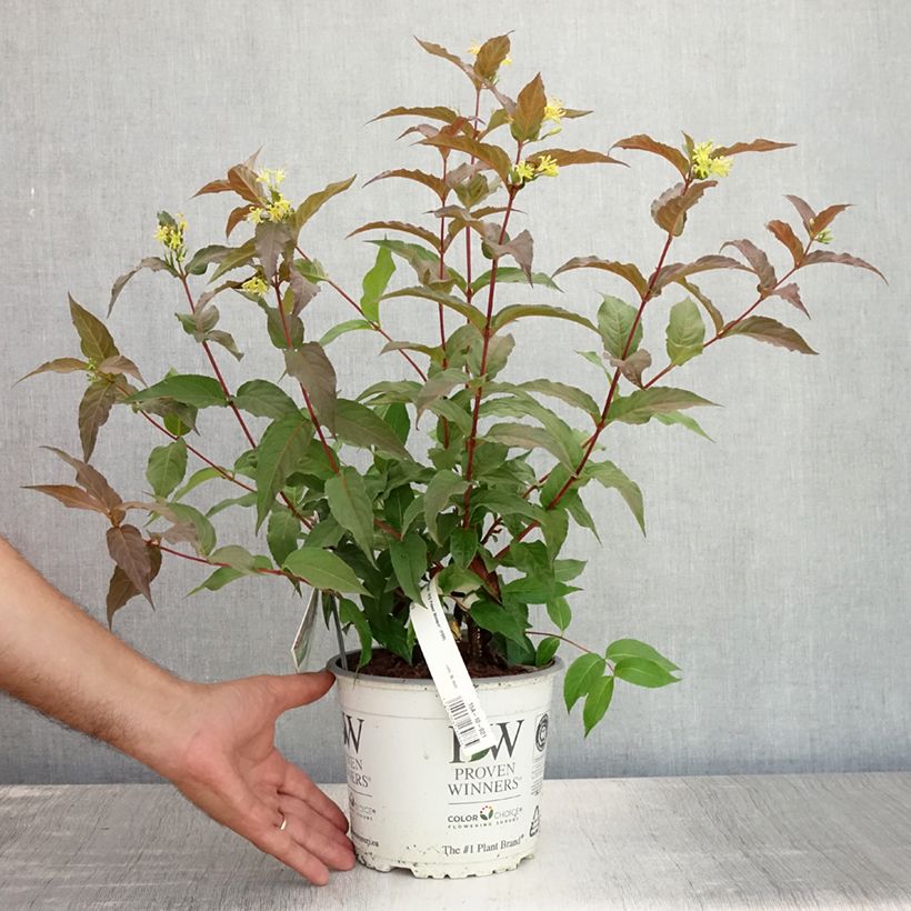 Esimerkki kesällä toimitetusta Lamovuohenkuusama Kodiak Red Pot de 2L/3L-taimesta