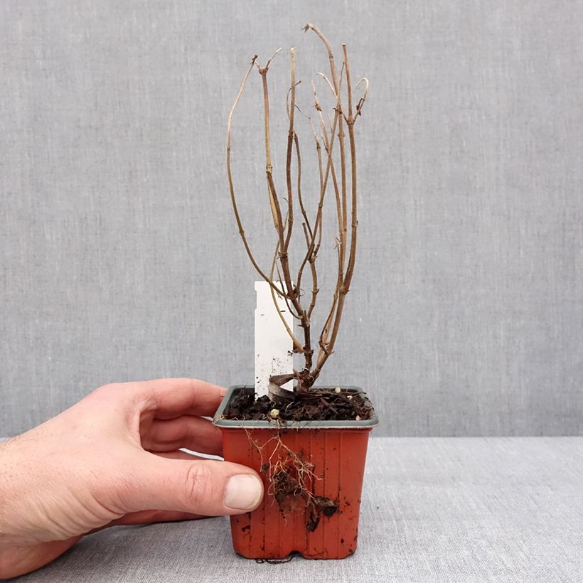 Esimerkki talvella toimitetusta Isovuohenkuusama Troja Black 8/9 cm taimiruukku-taimesta
