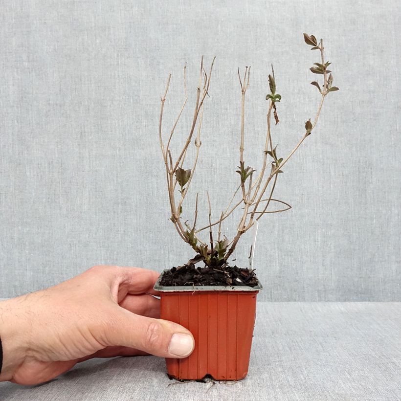Esimerkki keväällä toimitetusta Isovuohenkuusama Troja Black Taimiruukku 8/9 cm-taimesta