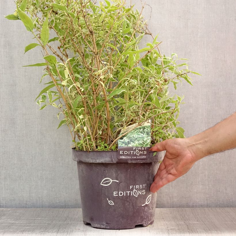 Esimerkki kesällä toimitetusta Rusovuohenkuusama Cool Splash Pot de 7,5L/10L-taimesta