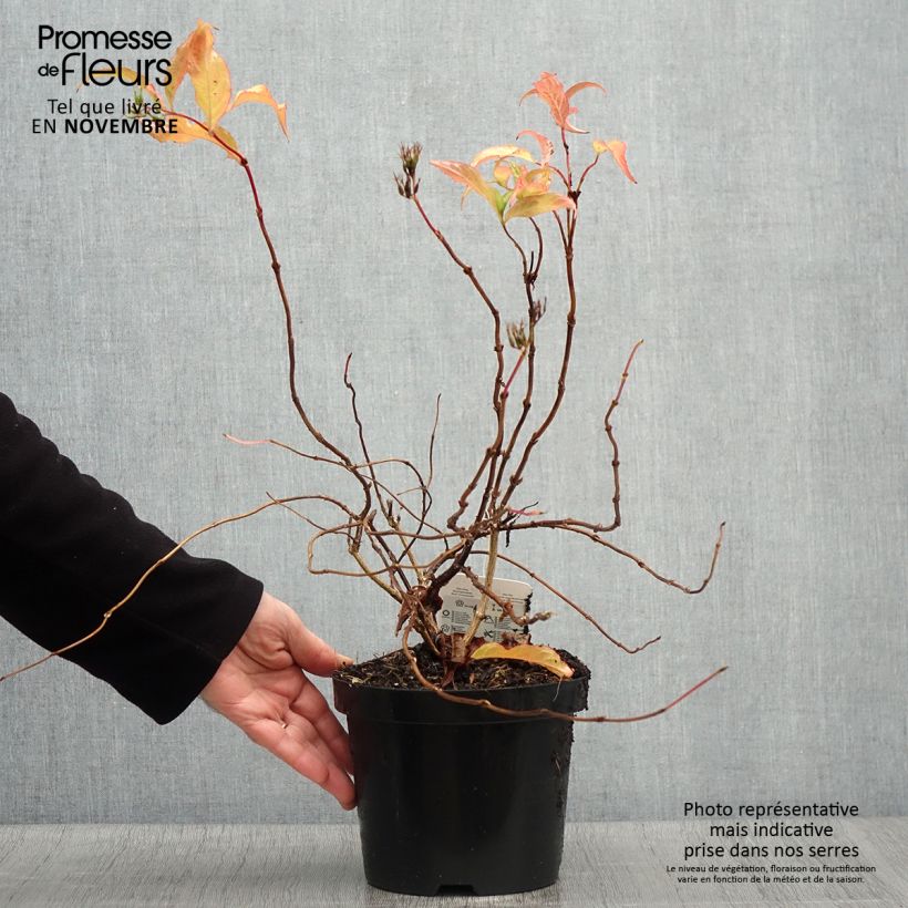 Esimerkki syksyllä toimitetusta Lamovuohenkuusama - Diervilla x splendens 2 litran/3 litran ruukku-taimesta