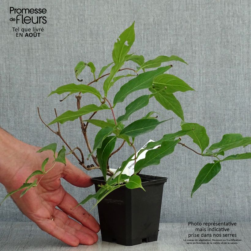 Esimerkki kesällä toimitetusta Lamovuohenkuusama - Diervilla x splendens Godet de 8/9 cm-taimesta