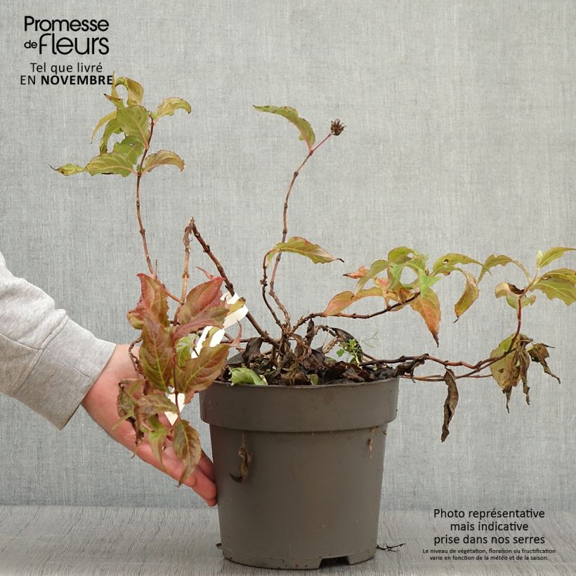 Esimerkki syksyllä toimitetusta Diervilla splendens Honey Surprise - Diervillée Pot de 4L/5L-taimesta