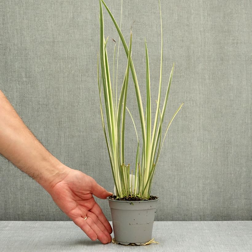 Esimerkki keväällä toimitetusta Dietes bicolor Milky Way 12 cm / 13 cm ruukku-taimesta