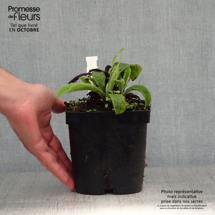 Esimerkki syksyllä toimitetusta Sormustinkukka - Digitalis x mertonensis 2 litran/3 litran ruukku-taimesta