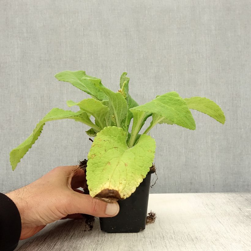 Esimerkki syksyllä toimitetusta Rohtosormustinkukka Monstrosa 8/9 cm taimiruukku-taimesta