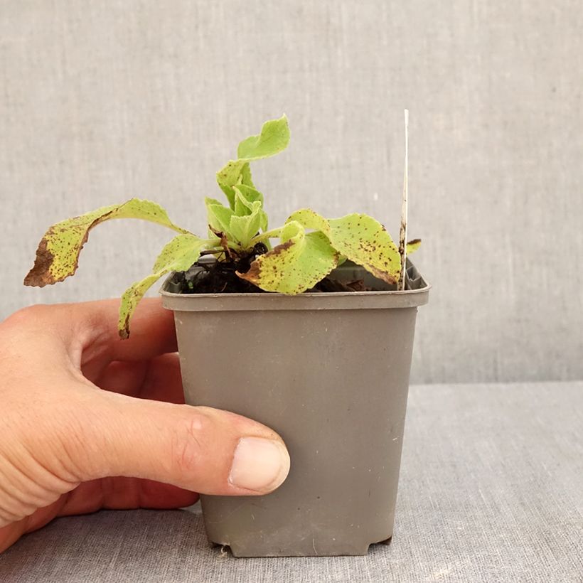 Esimerkki kesällä toimitetusta Rohtosormustinkukka Monstrosa Godet de 8/9 cm-taimesta