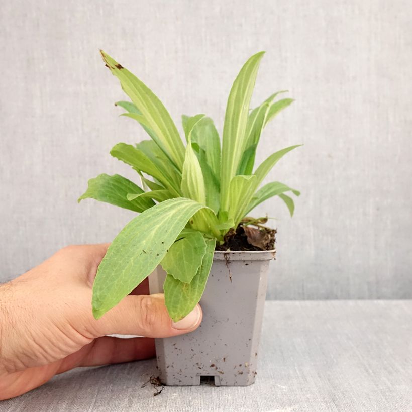 Esimerkki syksyllä toimitetusta Ruskosormustinkukka Gigantea 8/9 cm taimiruukku-taimesta