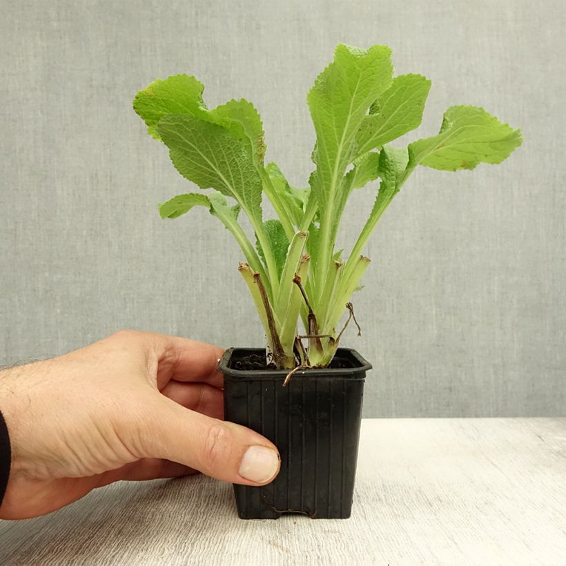 Esimerkki syksyllä toimitetusta Sormustinkukka Alba 8/9 cm taimiruukku-taimesta