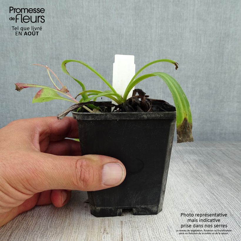 Esimerkki kesällä toimitetusta Villasormustinkukka Café Crème Godet de 8/9 cm-taimesta