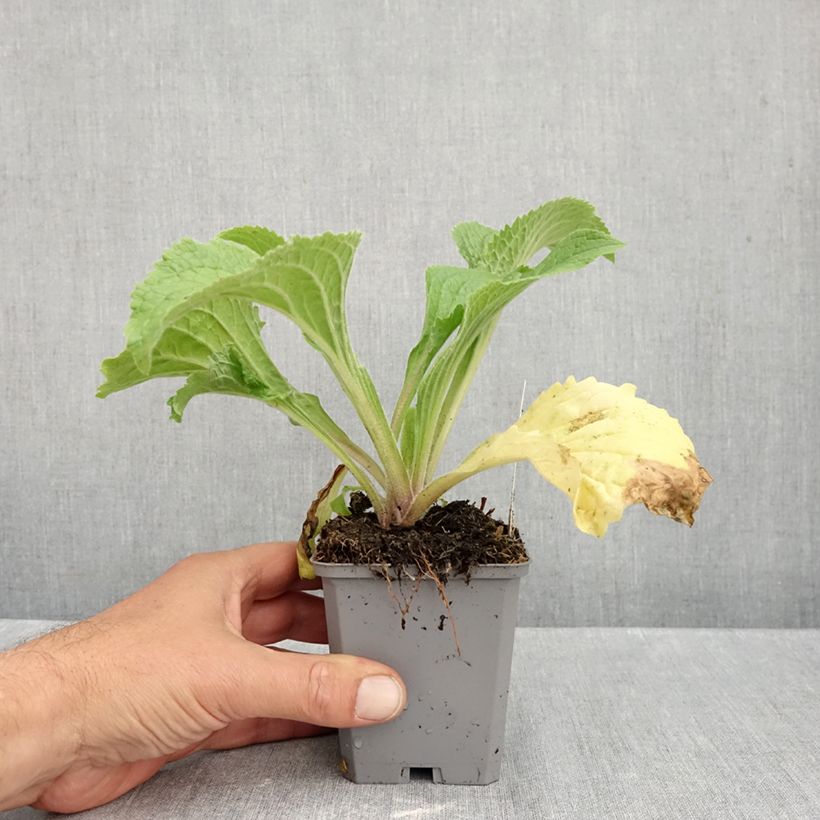 Esimerkki syksyllä toimitetusta Tarhasormustinkukka Summer King 8/9 cm taimiruukku-taimesta