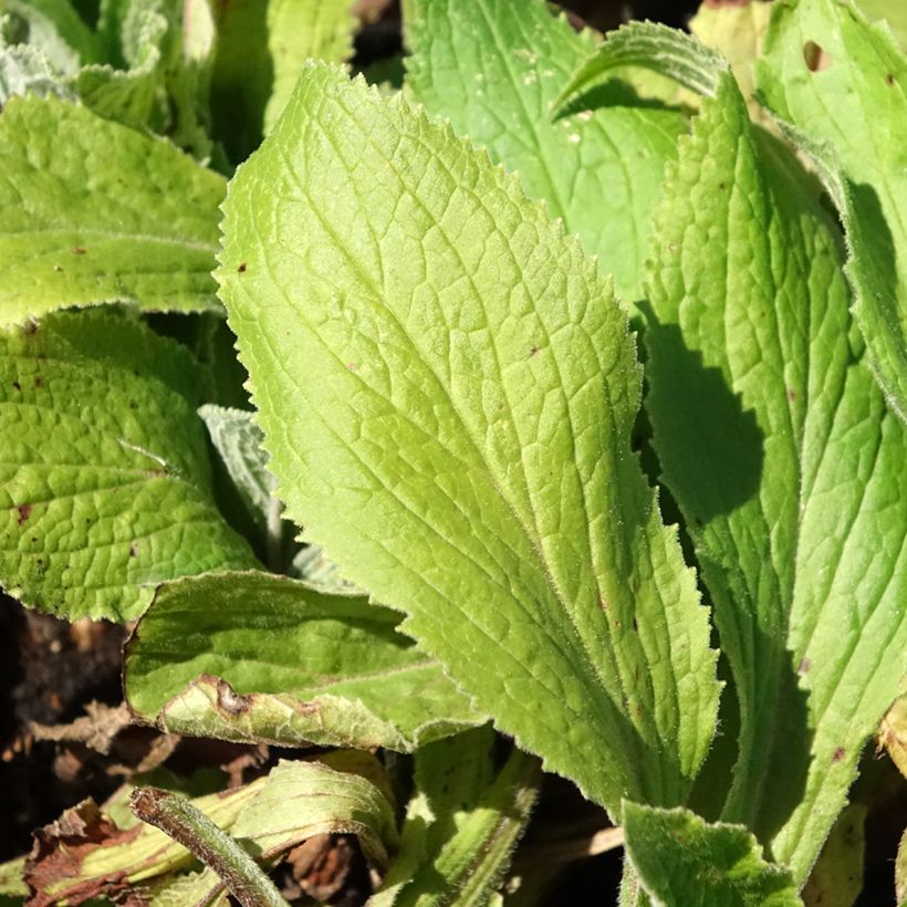 Tarhasormustinkukka Summer King (Lehvistö)