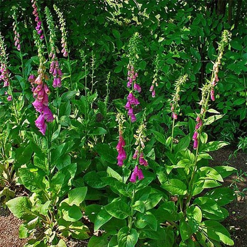 Rohtosormustinkukka - Digitalis purpurea (Kasvutapa)