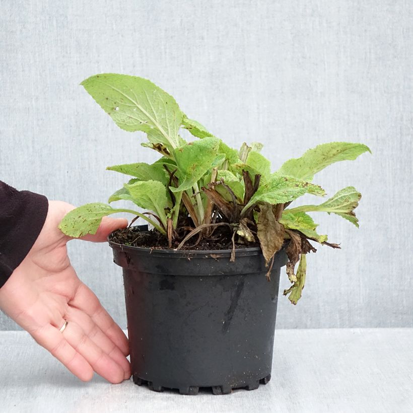 Esimerkki syksyllä toimitetusta Rohtosormustinkukka - Digitalis purpurea 2 litran/3 litran ruukku-taimesta