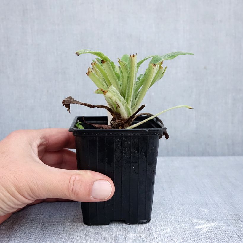 Esimerkki syksyllä toimitetusta Sormustinkukka Apple Blossom 8/9 cm taimiruukku-taimesta