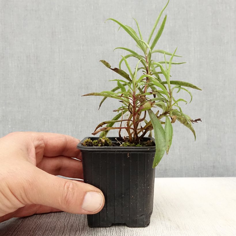 Esimerkki keväällä toimitetusta Hämysormustinkukka - Digitalis obscura Godet de 8/9 cm-taimesta