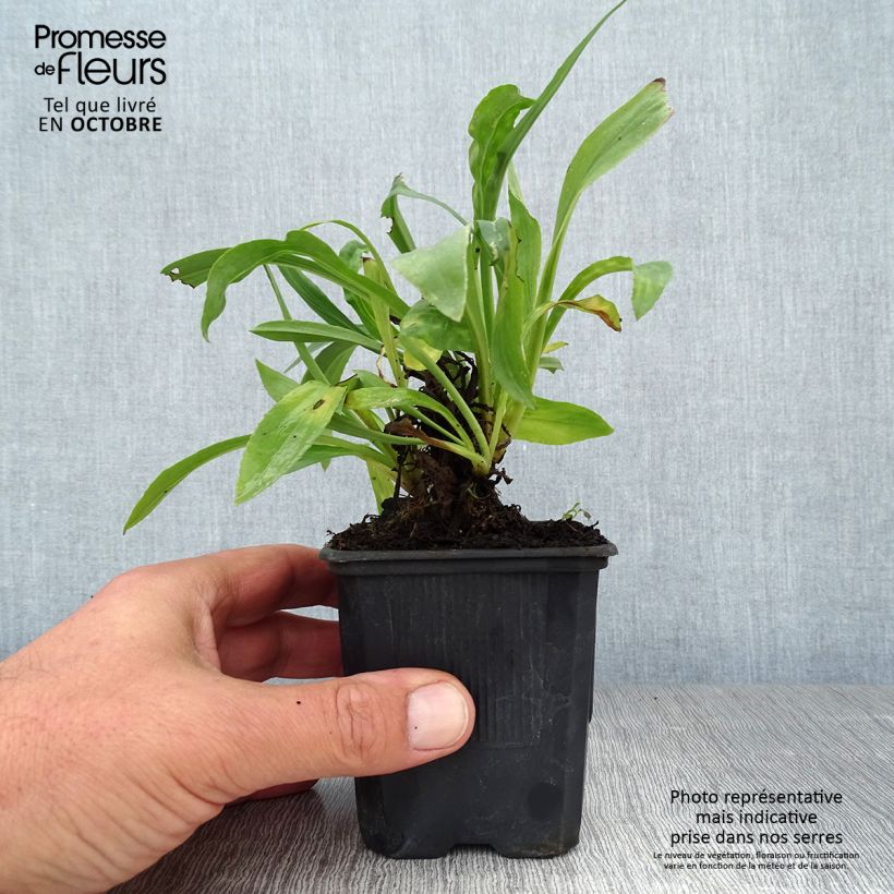Esimerkki syksyllä toimitetusta Sormustinkukka Spice Island 8/9 cm taimiruukku-taimesta