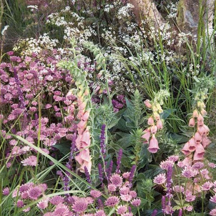 Sormustinkukka - Digitalis x mertonensis (Kasvutapa)