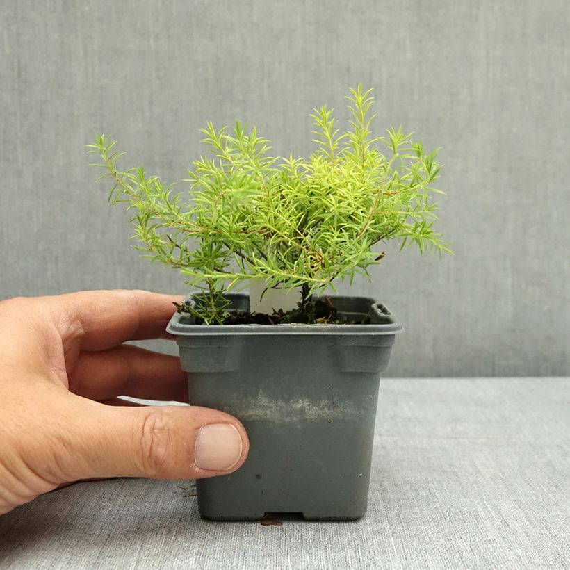 Esimerkki kesällä toimitetusta Diosma hirsuta Sunset Gold 8/9 cm taimiruukku-taimesta