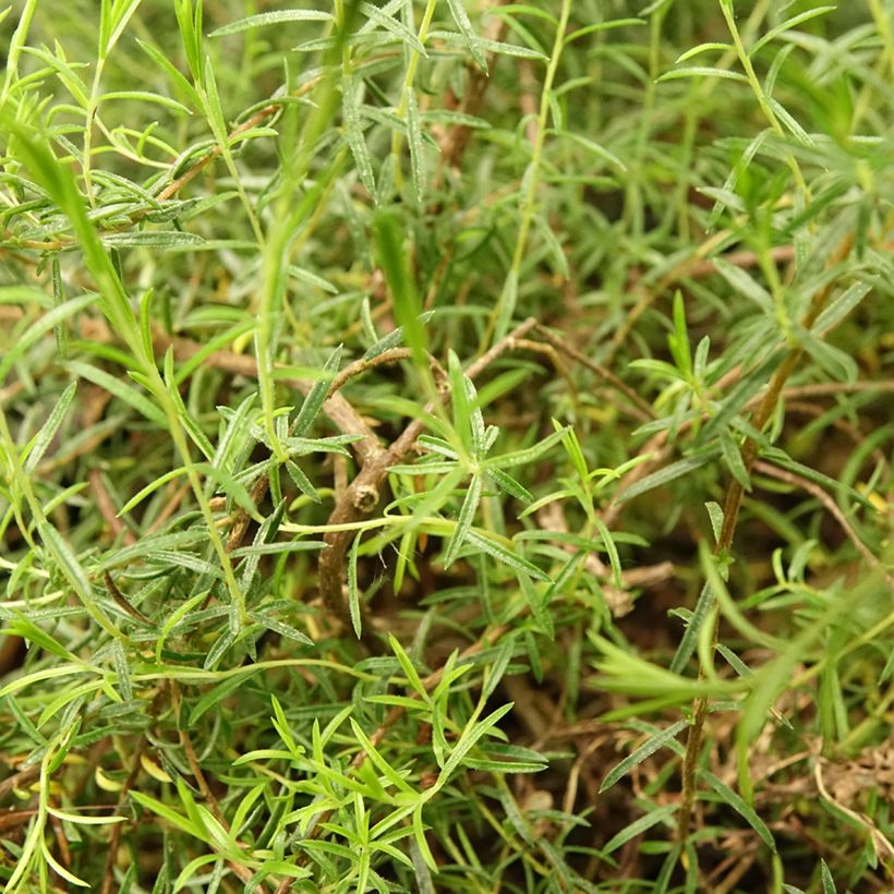 Diosma hirsuta Pink Diamond (Lehvistö)