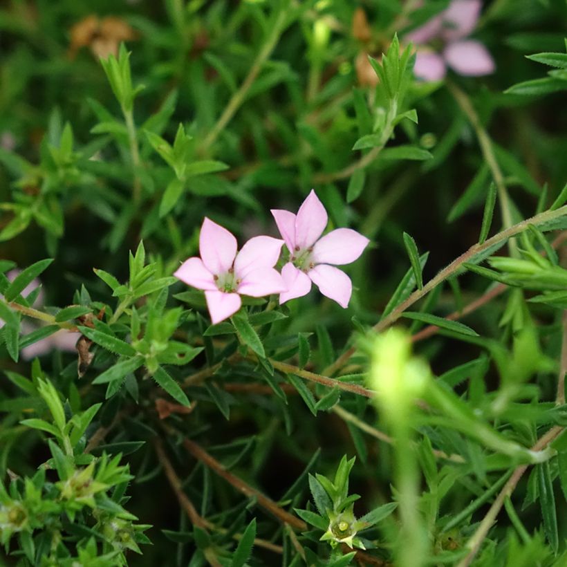 Diosma hirsuta Pink Diamond (Kukinta)