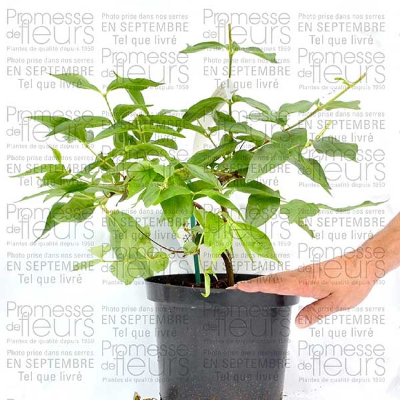 Esimerkki toimitetusta Dipelta floribunda 3 litran/4 litran ruukku-taimesta