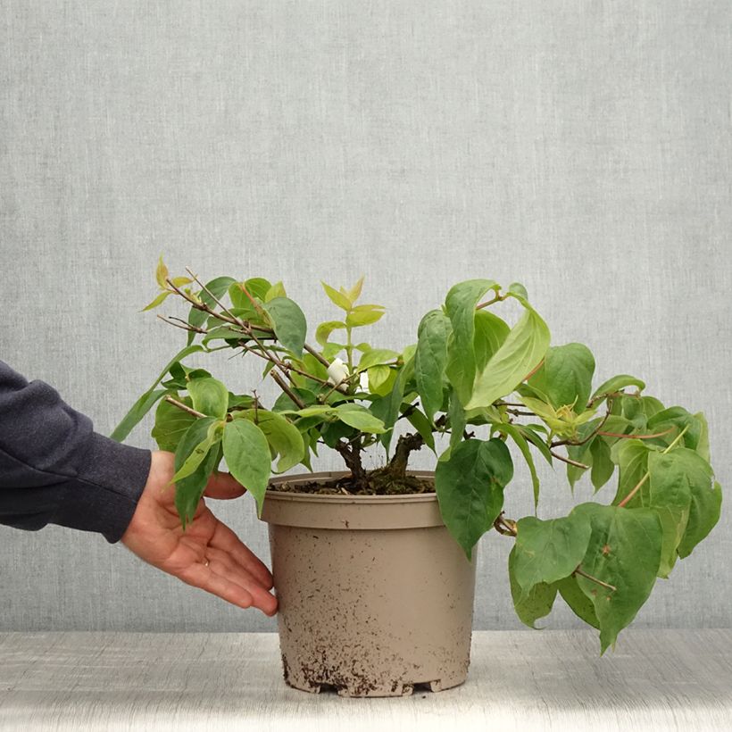 Esimerkki keväällä toimitetusta Dipelta floribunda Pot de 3L/4L-taimesta