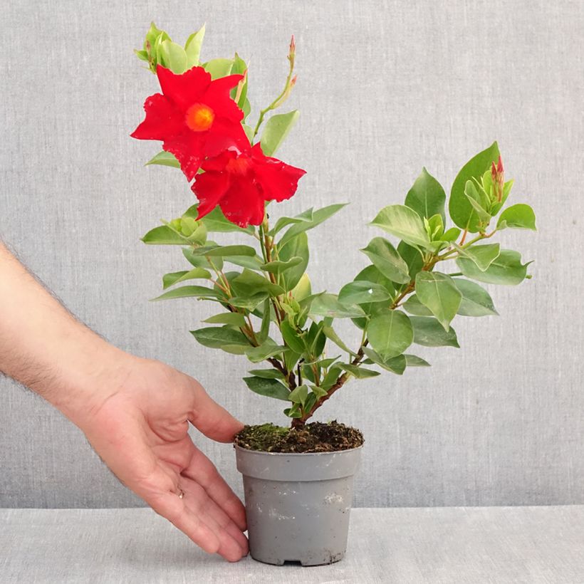 Esimerkki syksyllä toimitetusta Ruusumaljaköynnös BELLA Compact RED 10 cm/11 cm ruukku-taimesta