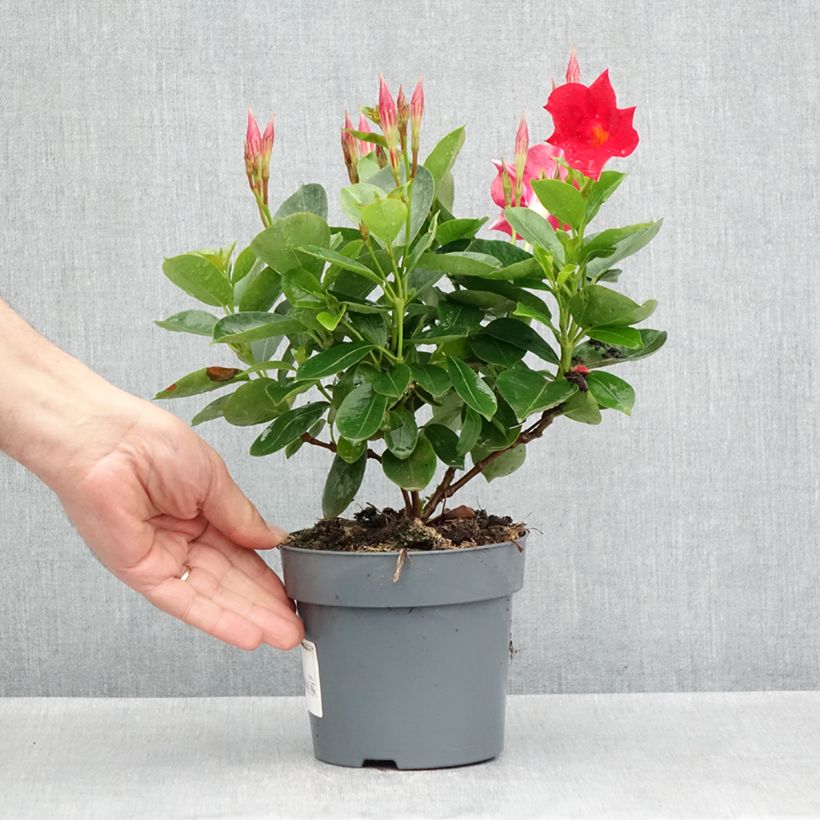 Esimerkki keväällä toimitetusta Ruusumaljaköynnös BELLA Compact RED Ruukku 10 cm / 11 cm-taimesta