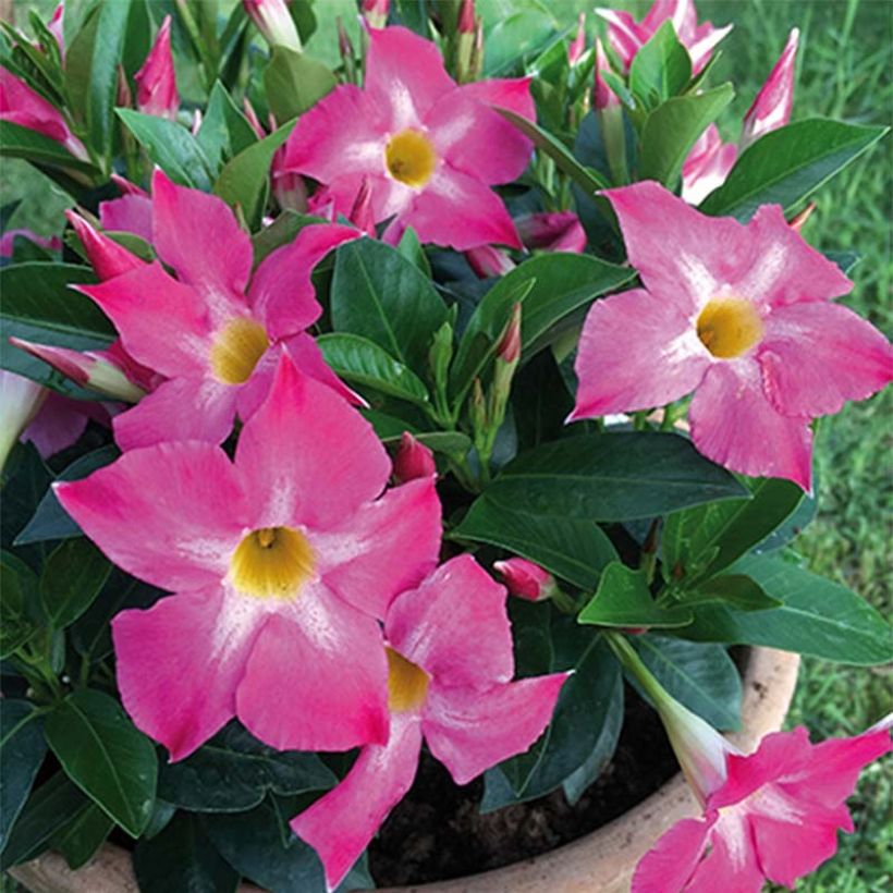 Maljaköynnös BELLA Pink Star (Kukinta)