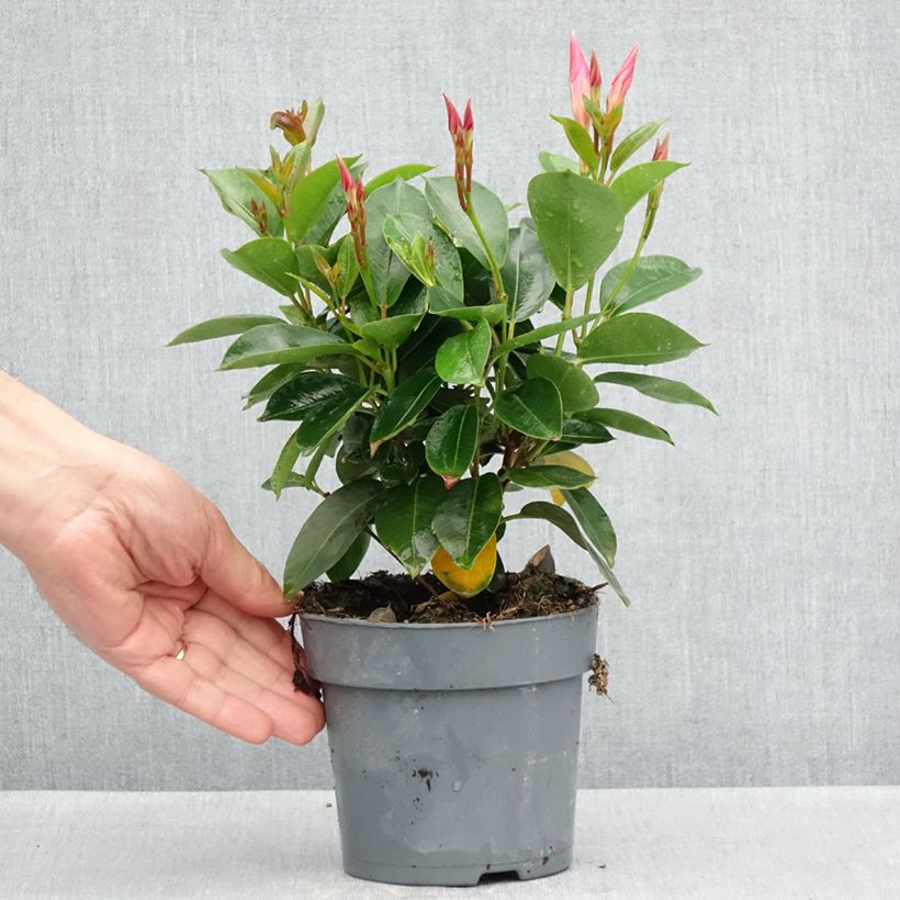 Esimerkki keväällä toimitetusta Maljaköynnös BELLA Pink Star Pot de 12 cm / 13 cm-taimesta
