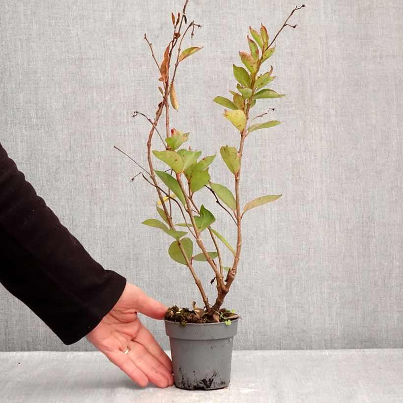 Esimerkki talvella toimitetusta Maljaköynnös BELLA Pink Star 12 cm / 13 cm ruukku-taimesta