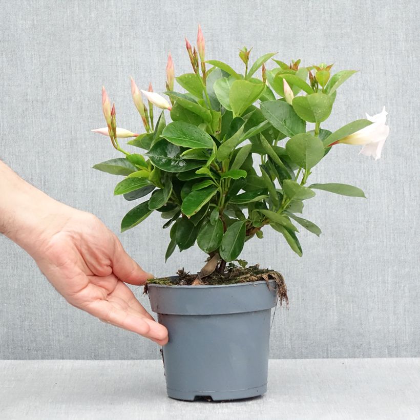 Esimerkki keväällä toimitetusta Ruusumaljaköynnös BELLA White Ruukku 10 cm / 11 cm-taimesta