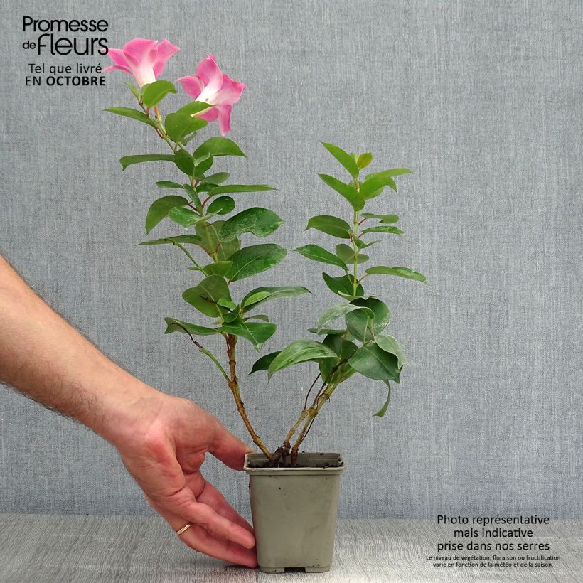 Esimerkki syksyllä toimitetusta Maljaköynnös Diamantina Jade Rose 2 litran/3 litran ruukku-taimesta