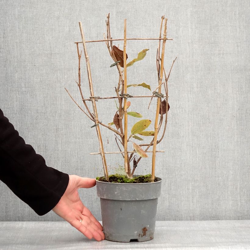 Esimerkki talvella toimitetusta Dipladenia Diamantina Jade Rose Pot de 2L/3L-taimesta