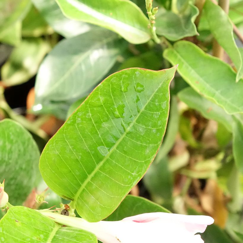 Maljaköynnös Diamantina Jade Rose (Lehvistö)