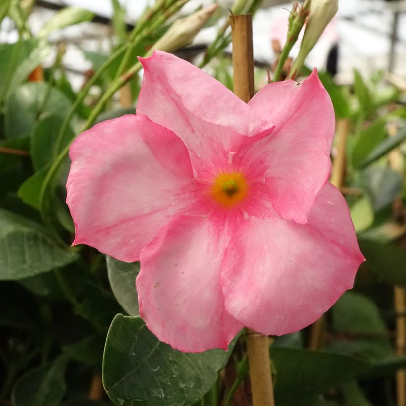 Maljaköynnös Diamantina Jade Rose (Kukinta)