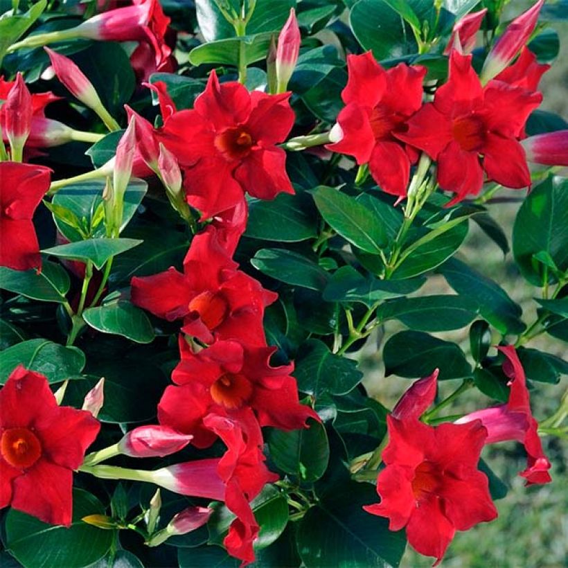 Maljaköynnös Diamantina Jade Scarlet (Kukinta)